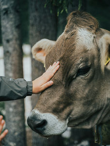 Veterinario revisando ganado bovino bajo el enfoque One Health y salud animal