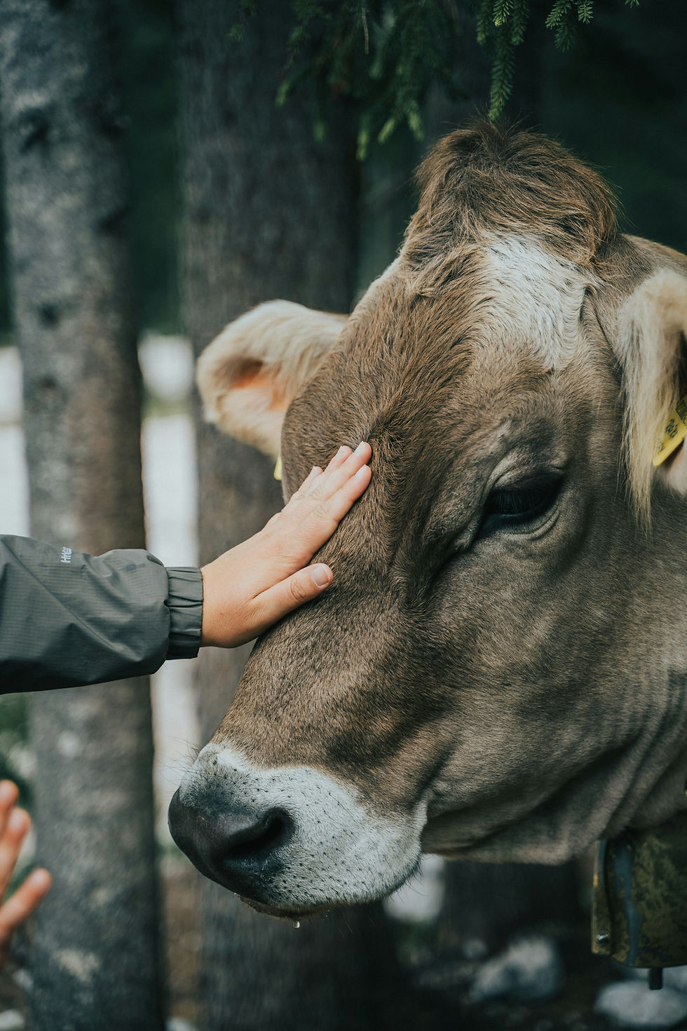 Veterinario revisando ganado bovino bajo el enfoque One Health y salud animal