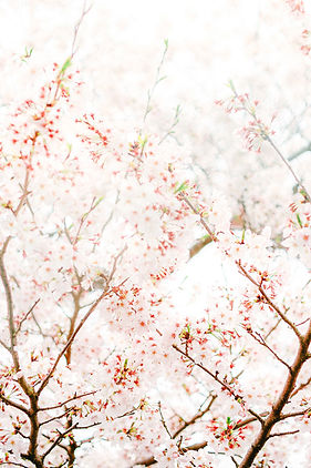 Image by Kumiko SHIMIZU