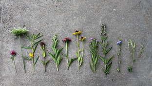 Image by Elizabeth Lewis