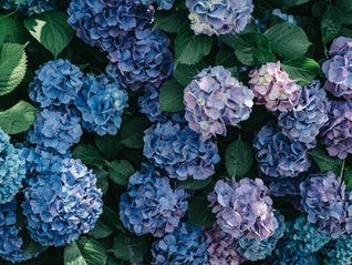 Moving time June 2024