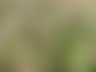 THE HEALING POWER OF HERBAL BATH