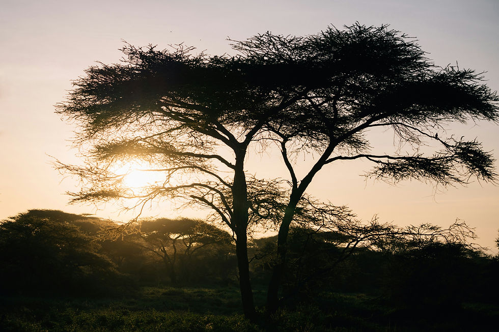 Image by Peter Thomas