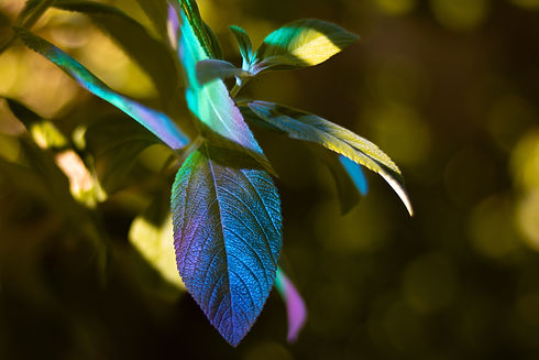 Image by Nat Belfort
