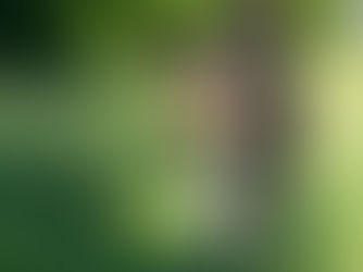 Border Collie Verzorging