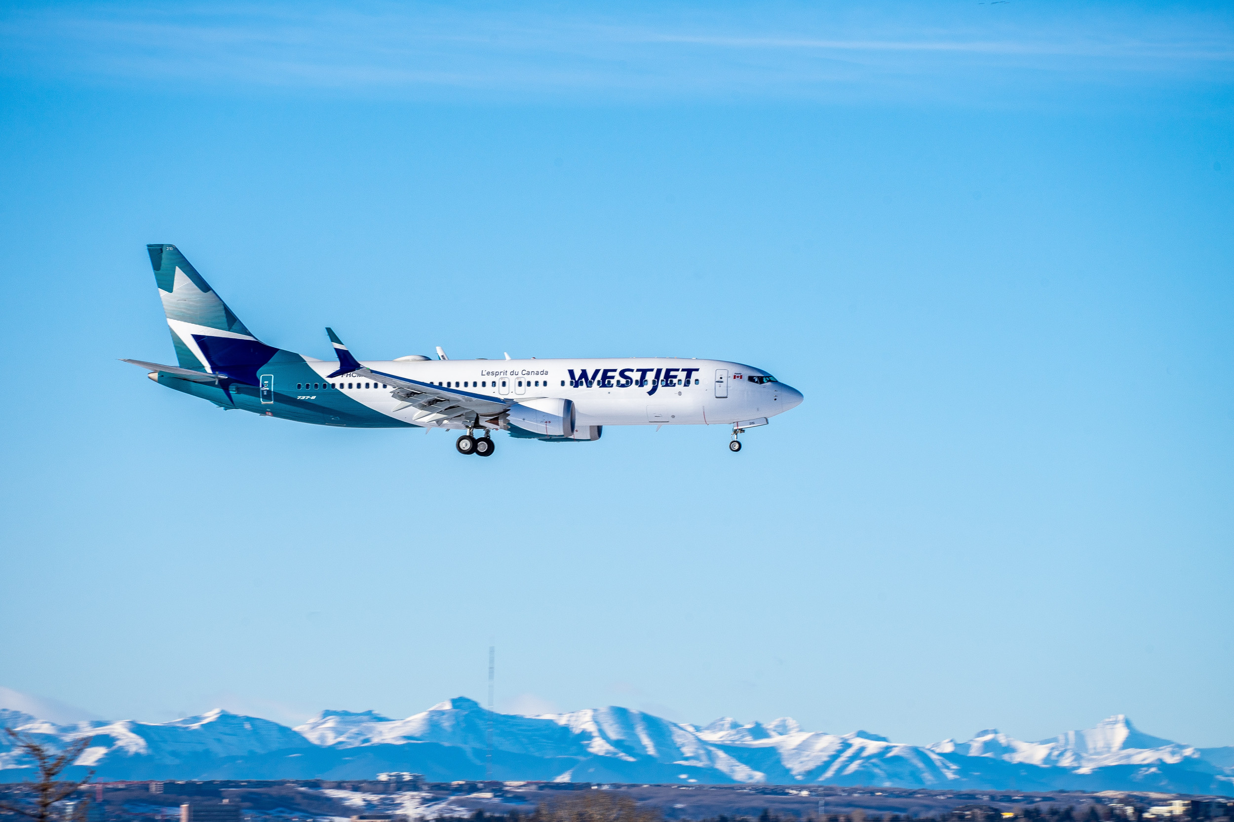 Guide to WestJet Pet Policy for Traveling with Dogs and Cats