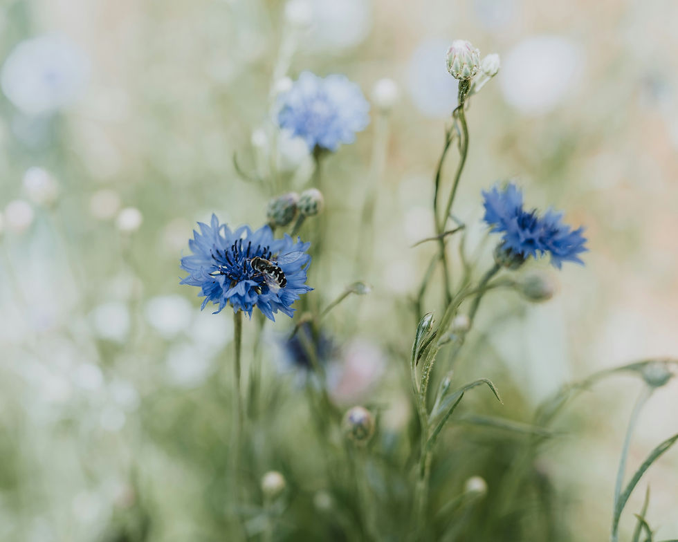 Blaue Blumen in Sommerwiese