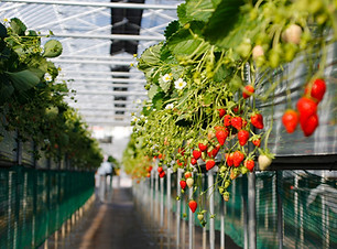 Image de Nao Takabayashi