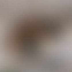 kedilerde iç parazit kusma