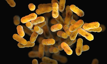 Image by CDC