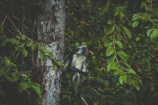 Image by Patrick Mueller