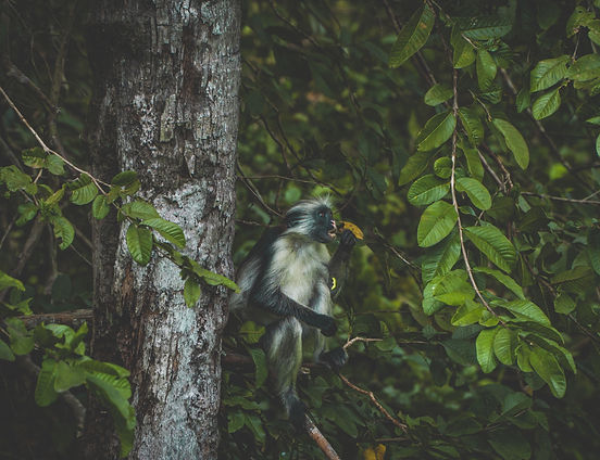 Image by Patrick Mueller