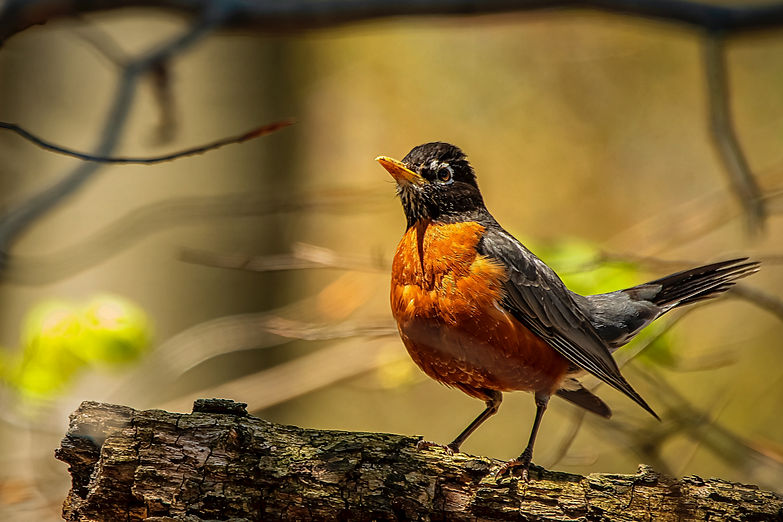 Image by Robert Thiemann