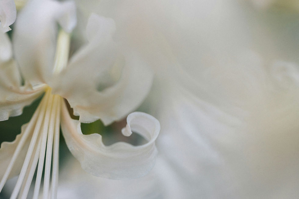 Image by Tsuyoshi Kozu