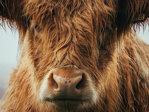 U.S. to Restore More Bison Herds on Tribal Lands by Tapping Indigenous Knowledge