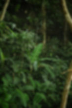Image by Caio Arbulu