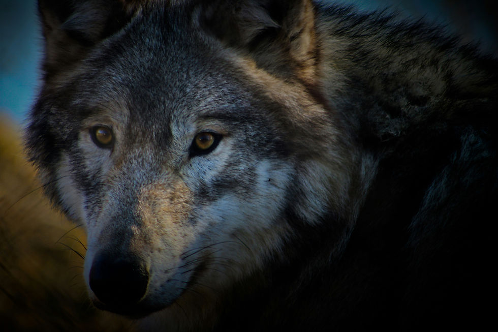 Image by Katie Currier