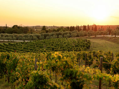 Italy's Liquid Gold: A Timeless Exploration of Heritage, Craft, and Elegance