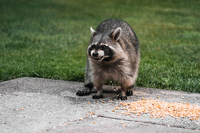 Raccoon Trapping Trap N Go