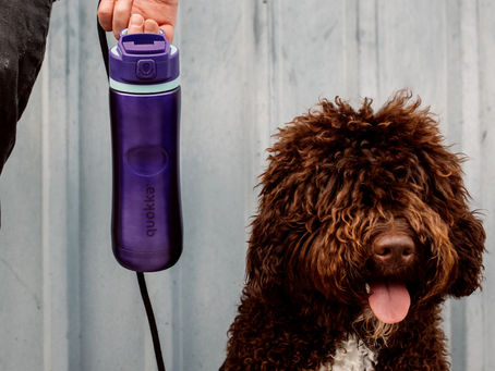 Uncovering the Mysteries of the Barbet Dog: A Professional Guide to This Rare Canine Breed