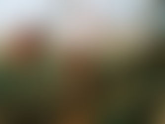 Pflegeleichte Wildhecken