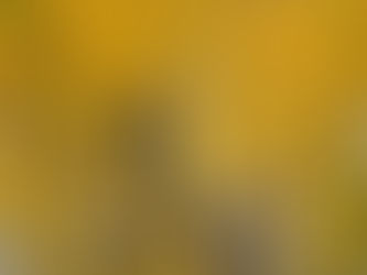 Golden aspen trees stand tall, their vibrant yellow leaves creating a stunning autumn tapestry.