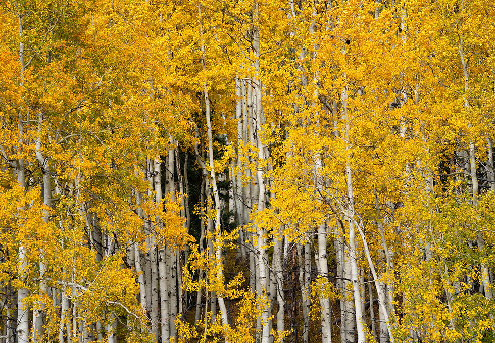 Golden aspen trees stand tall, their vibrant yellow leaves creating a stunning autumn tapestry.