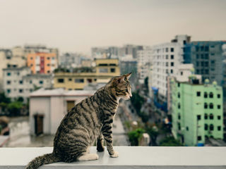 chat sur un balcon