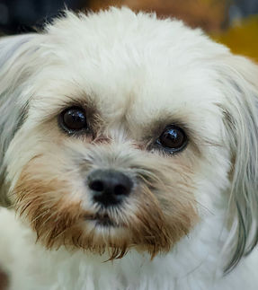 Image by Jean-Pierre Joubert