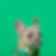 Manhasset Pet Boutique
