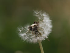 The Price of Wishful Thinking