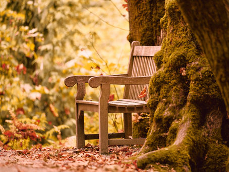 Single empty chair next to a tree in natural light