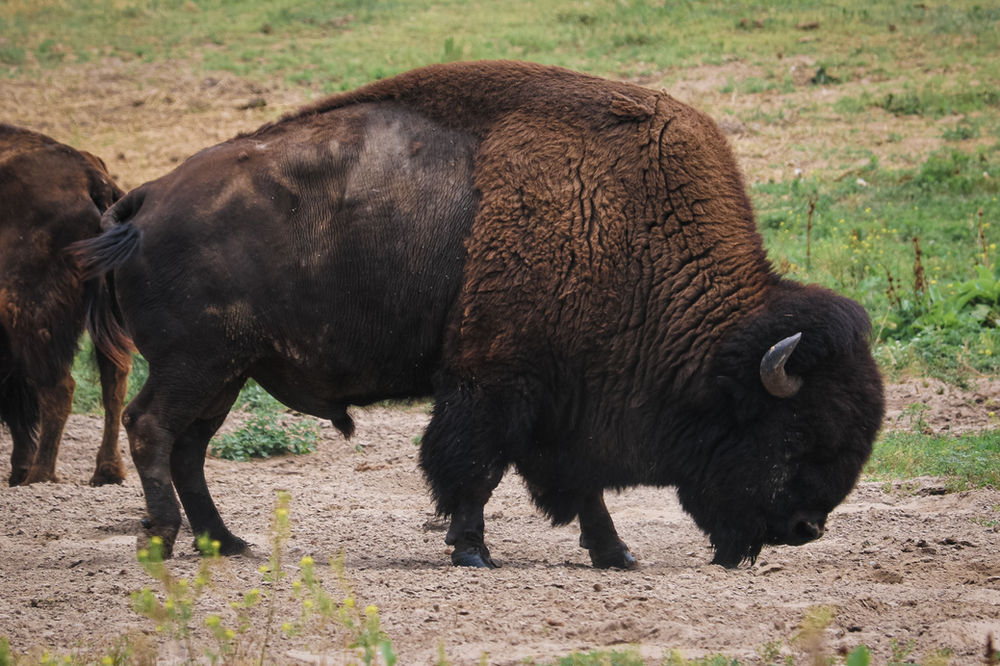 Buffalo vs. Bison