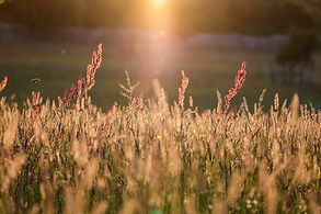 Image by Nick Russill
