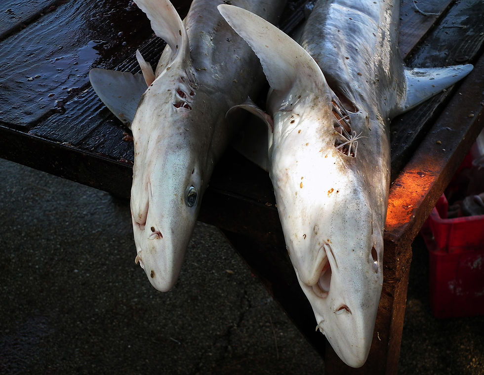 Two dead sharks lie on a wet wooden table, one has visible stitches. The setting is dim with a reddish light on the table.