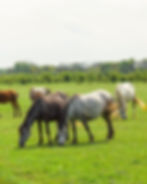 horses grazing is a social activity