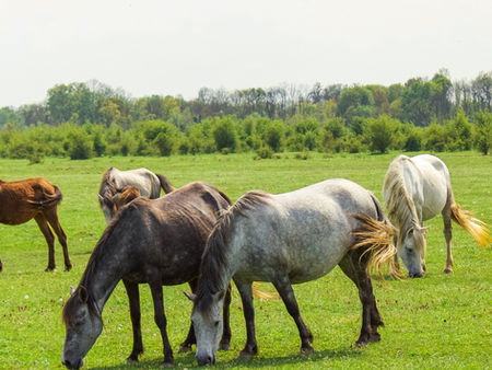 5 horses grazing in a field
