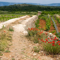 Yoga Retreat Croatia, Brac Island