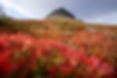 Image by Hendrik Morkel