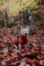 Westie West Highland White Terrier Seattle Purebred Dog Rescue