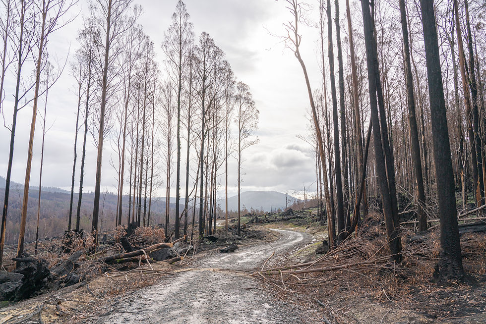 Image by Matt Palmer