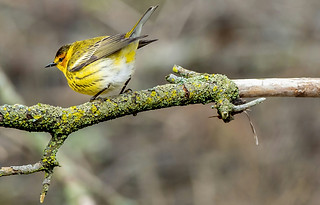 Image by Patrice Bouchard