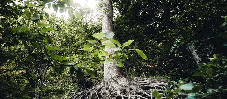 A large tree with exposed roots stands in a lush forest, illuminated by sunlight filtering through dense green leaves, creating a serene mood.