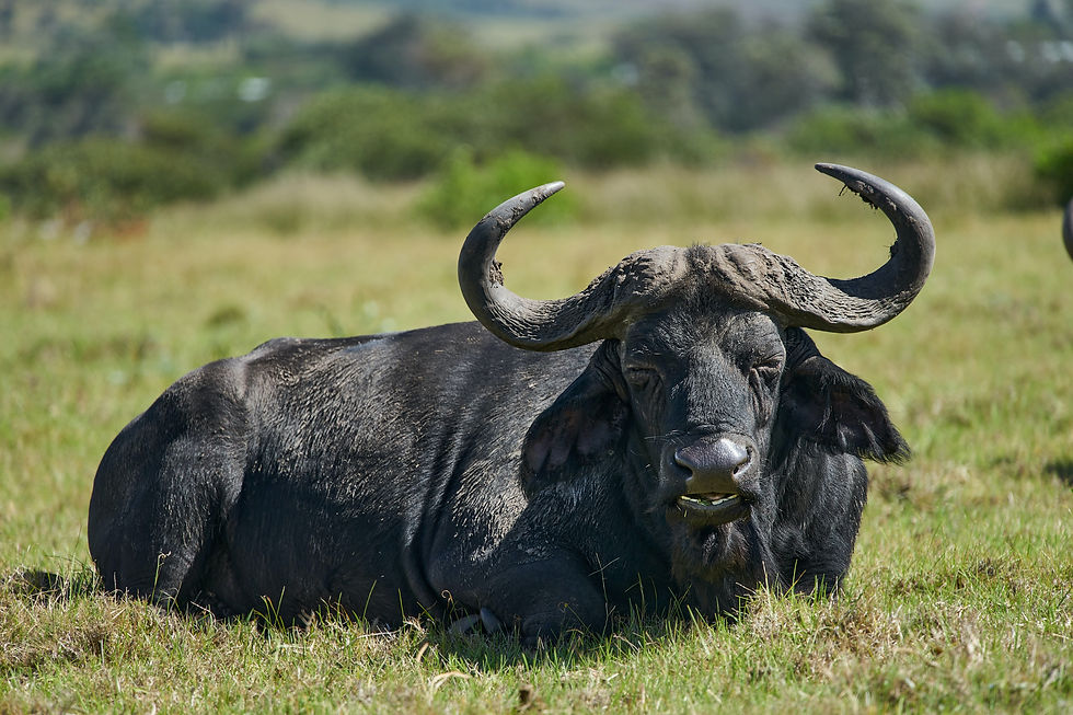 a water buffalo grazing on a barren land