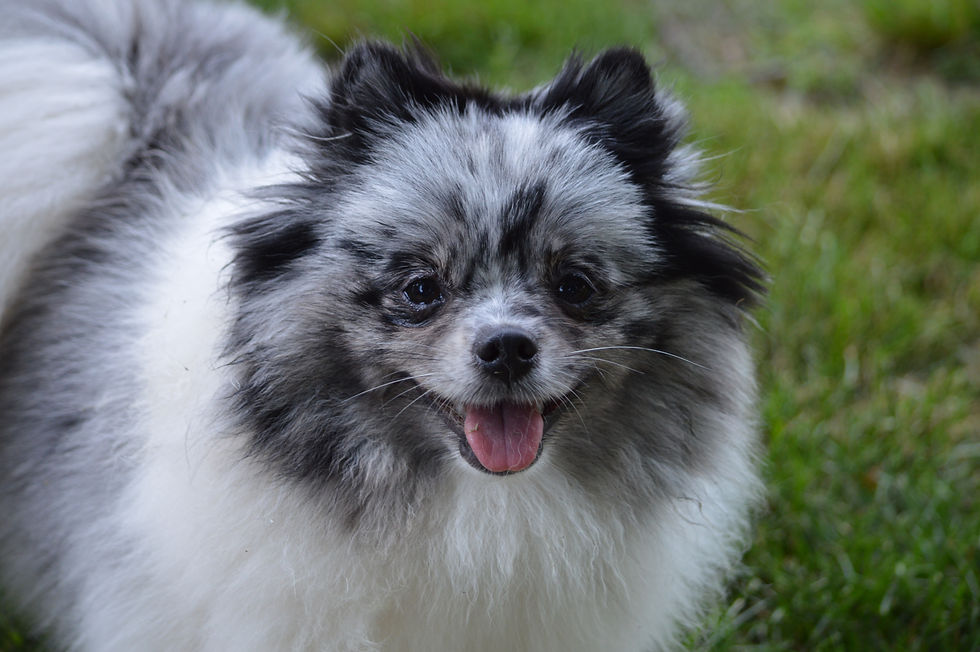 Pomeranian Seattle Purebred Dog Rescue