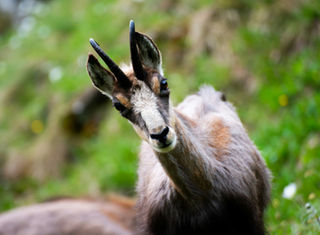 Observation de chamois et marmottes dans les parcs naturels du Jura avec panorama de montagne