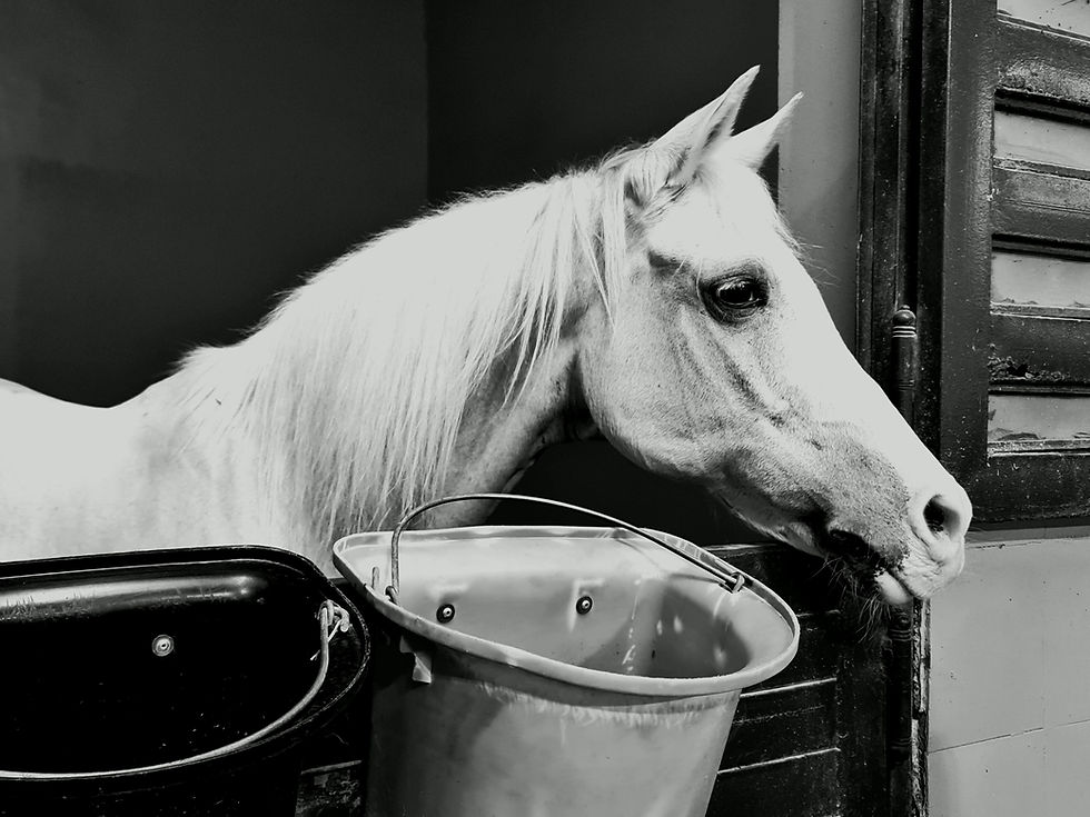 My Horse Is Off His Feed — Should I Worry?
