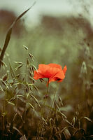 Image by Alexander Ant