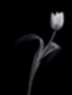 black and white elegant tulip