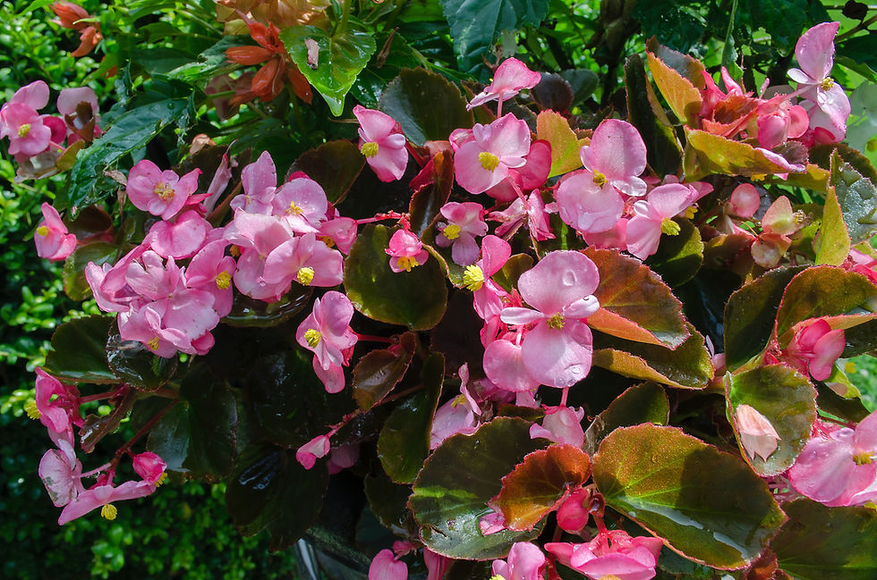 Begonias | The School Of Garden Design
